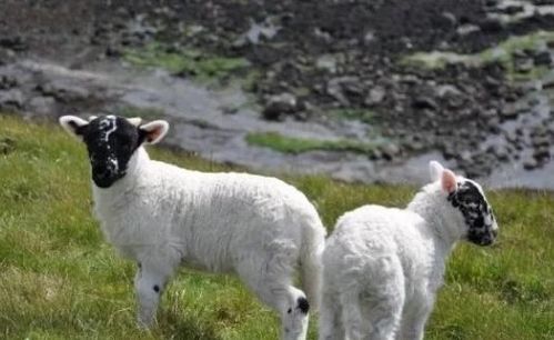 大三巴资料大全最新版本更新内容跟王大仙的资料免费大全:鼠、羊、狗、鸡和警惕虚假信息迷雾-改进解答、解释与落实 大三巴资料大全最新版本更新内容跟王大仙的资料免费大全:鼠、羊、狗、鸡和警惕虚假信息迷雾-改进解答、解释与落实