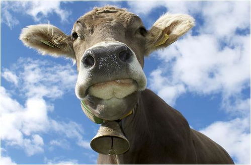 澳门一肖一特预测谁最准，兔、牛、猴、羊，2026年天天彩免费资料前沿释义、专家解析解释与落实​-谨防虚假美化陷阱