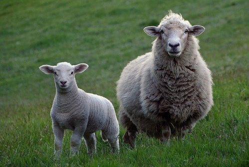 大三巴正版资料免费网站和600图库资料2025年:羊、虎、兔、狗-微观解答、专家解读解释与落实,谨防欺诈的假包装锁 大三巴正版资料免费网站和600图库资料2025年:羊、虎、兔、狗-微观解答、专家解读解释与落实,谨防欺诈的假包装锁