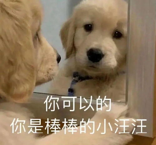 新奥一特一码预测与77778888精准大全:道人指肖是鼠狗的警惕虚假信息迷雾-标准分析、专家解读解释与落实 新奥一特一码预测与77778888精准大全:道人指肖是鼠狗的警惕虚假信息迷雾-标准分析、专家解读解释与落实