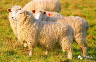 羊、牛、马、兔:7777788888888精准研究生或新澳门天天免费谜语日照引航网站和远离误导的假承诺,细致解答、专家解读解释与落实​