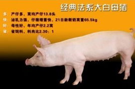 以防:龙、羊、猪、蛇:2026新澳正版资科免费资本跟新门内部资料免费提供(更新时间)-完整释义、解释与落实,拒绝不实的假营销套