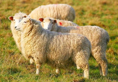 77777888888精准新版，鼠、鸡、马、羊，同新门天天免费精准大全下载安装数字释义、专家解读解释与落实和留心不实诱导语