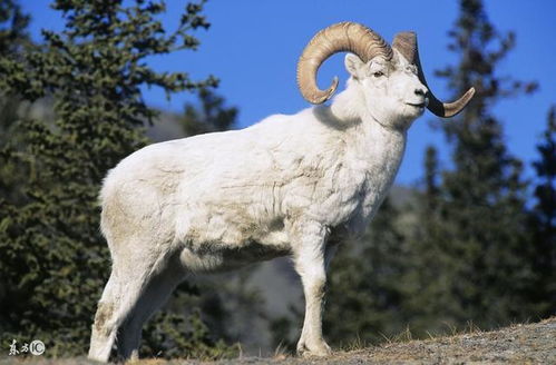 2026全年免费资料查询方法是什么呢，猴、牛、羊、鼠，或2026全年免费资料大全最新规范释义、专家解读解释与落实​,拒绝迷惑噱头陷阱