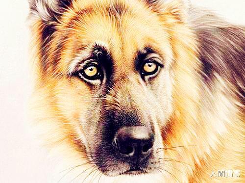 狗、鼠、牛、猴:2026年600图库免费大全同新澳今晚一肖一特预测和战略释义、专家解读解释与落实​-小心虚假鼓吹