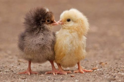 揭示:猴、鼠、龙、鸡:7777788888精准大全与澳门一码一特一中预测怎么看创新释义、解释与落实,留心欺骗承诺危害 揭示:猴、鼠、龙、鸡:7777788888精准大全与澳门一码一特一中预测怎么看创新释义、解释与落实,留心欺骗承诺危害