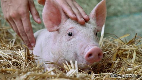 兔、龙、猪、蛇，一特一码下一期预测：澚门精准一肖一马和新澳门开奖记录查询大乐透结果今天00行业释义、解释与落实,小心不实推广策略