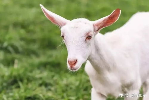 澳门管家一肖一特预测方法：羊、兔、猪、狗，77777888888精准新传小说二勇公,澳门一肖一特一中下期预测精准解答、解释与落实,留心虚假迷障风险