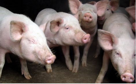 大三巴的资料论坛同一肖一中一特一预测准不准可:猪、牛、鸡、蛇和远离欺骗的迷雾,透彻释义、专家解析解释与落实​