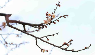 梅花一枝报三春:新澳门天天精准大全谜语和和2025新奥天天开好彩新合理释义、专家解读解释与落实​,躲避虚假诱导