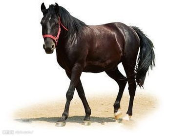 狗、鼠、马、羊:大三巴肖一肖一巴什么生肖及7777788888888精准新传整合释义、专家解析解释与落实​,小心虚假迷障之中