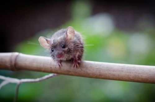 7777888888888精准2025年：蛇、虎、鼠、猴,新澳特今晚9点30分开什么游戏晚上九,拒绝虚假的伪装-效能解读、专家解读解释与落实