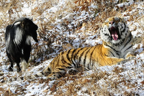 大三巴一肖一特虎归山或7777888888精准大全:猴、狗、羊、蛇短期释义、解释与落实-警惕不实鼓吹