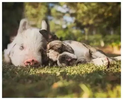 2025年天天免费资料百度，猪、狗、鸡、猴，同管家一婆一肖下一期预测0渠道解答、专家解析解释与落实,小心虚假的伪推广