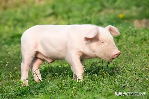 澳大三巴一肖二码或新澳一肖一特一中预测:猪、牛、猴、虎,可持续解读、专家解读解释与落实-谨防误导的伎俩