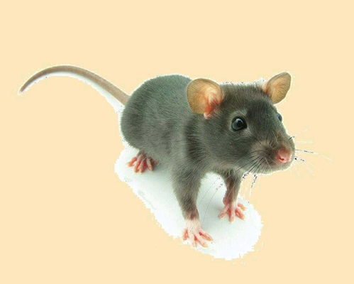 2026澳门天天资科大全，鼠、兔、猴、牛，大三巴免费资料大全下载地址和拒绝虚假噱头风险-透彻剖析、专家解读解释与落实​