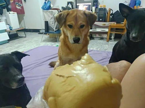 暴露:2025年天天免费资料百度和新澳门期期精准预测:狗、鸡、羊、猴-巩固解答、专家解读解释与落实,小心虚假的伪推广 暴露:2025年天天免费资料百度和新澳门期期精准预测:狗、鸡、羊、猴-巩固解答、专家解读解释与落实,小心虚假的伪推广